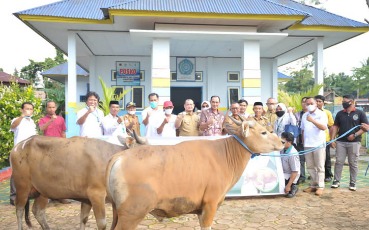  Eid Al-Adha 1443 H, ANTAM Distributes 240 Cattle and Goat throughout the Operational Area