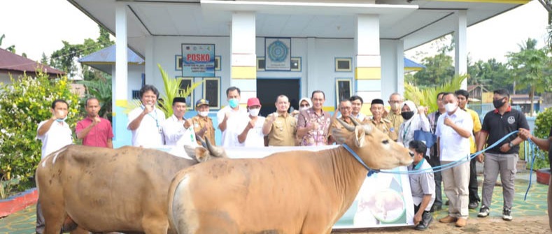  Eid Al-Adha 1443 H, ANTAM Distributes 240 Cattle and Goat throughout the Operational Area